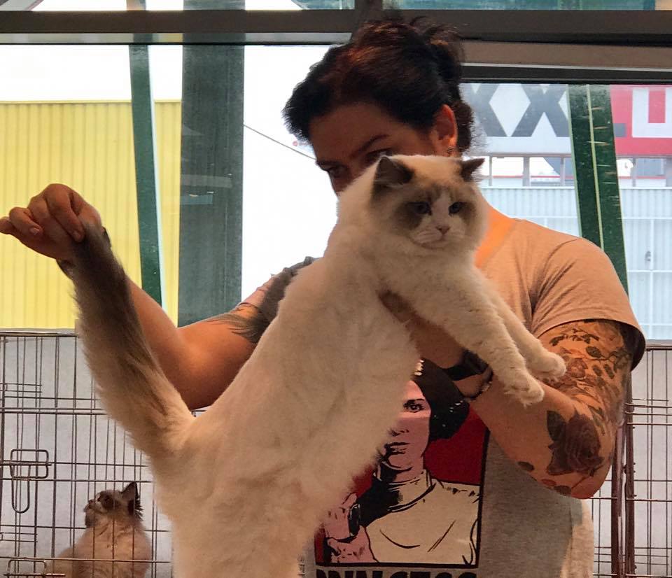 /images/Galeria/Kiállítások (Cat shows)/18740139_437016619999371_3624238446382306359_n.jpg